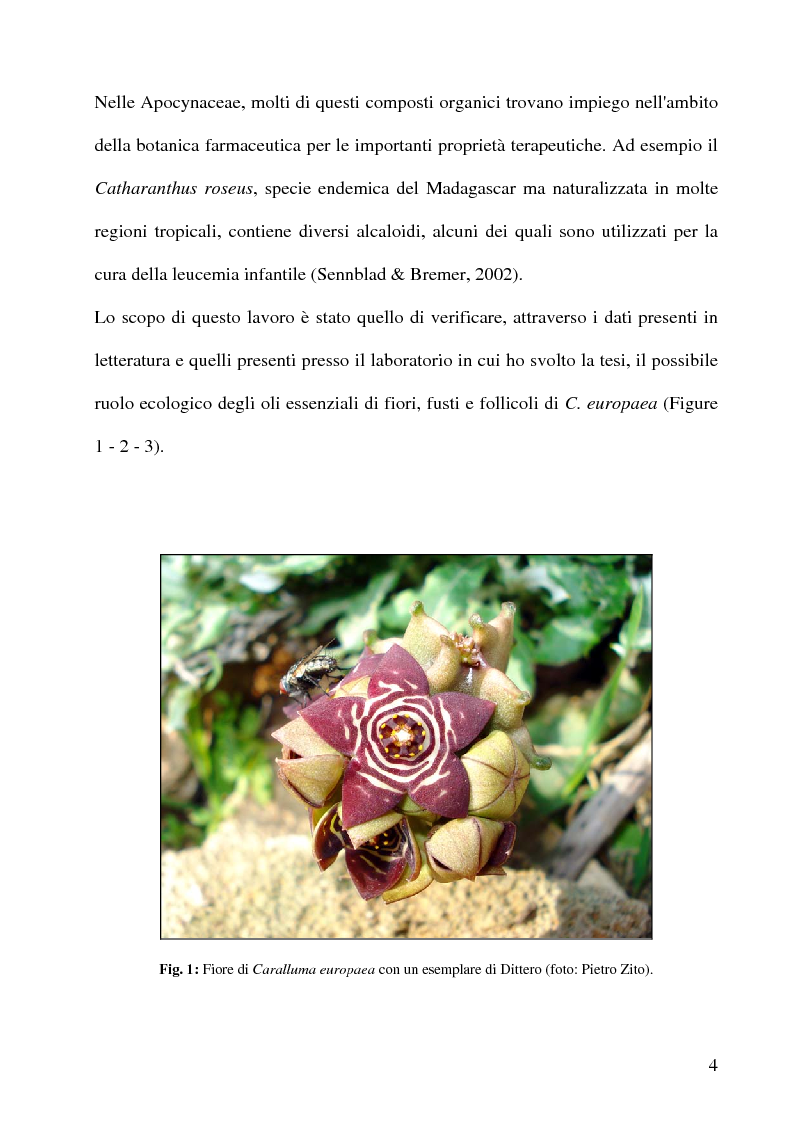 thesis on catharanthus roseus thesis on catharanthus roseus
