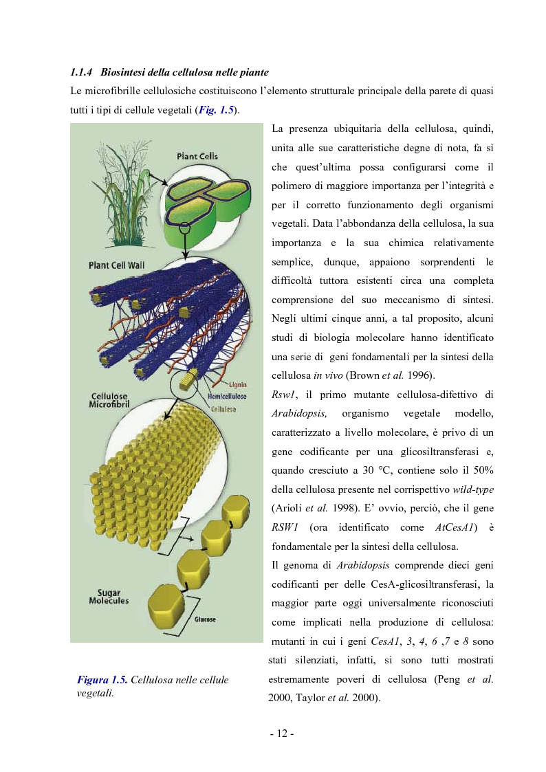 La presenza ubiquitaria della cellulosa