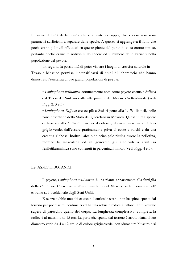 Anteprima della tesi: Peyote: profilo farmaco-tossicologico e modelli culturali nelle popolazioni indigene nordamericane, Pagina 5