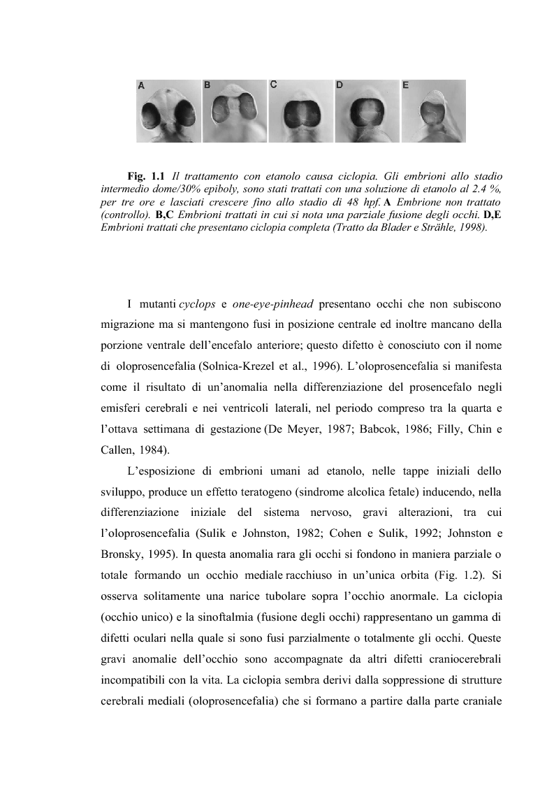 Anteprima della tesi: Il sistema visivo del Danio rerio come modello di studio per malattie congenite umane: induzione di ciclopia e studio immunoistochimico., Pagina 3
