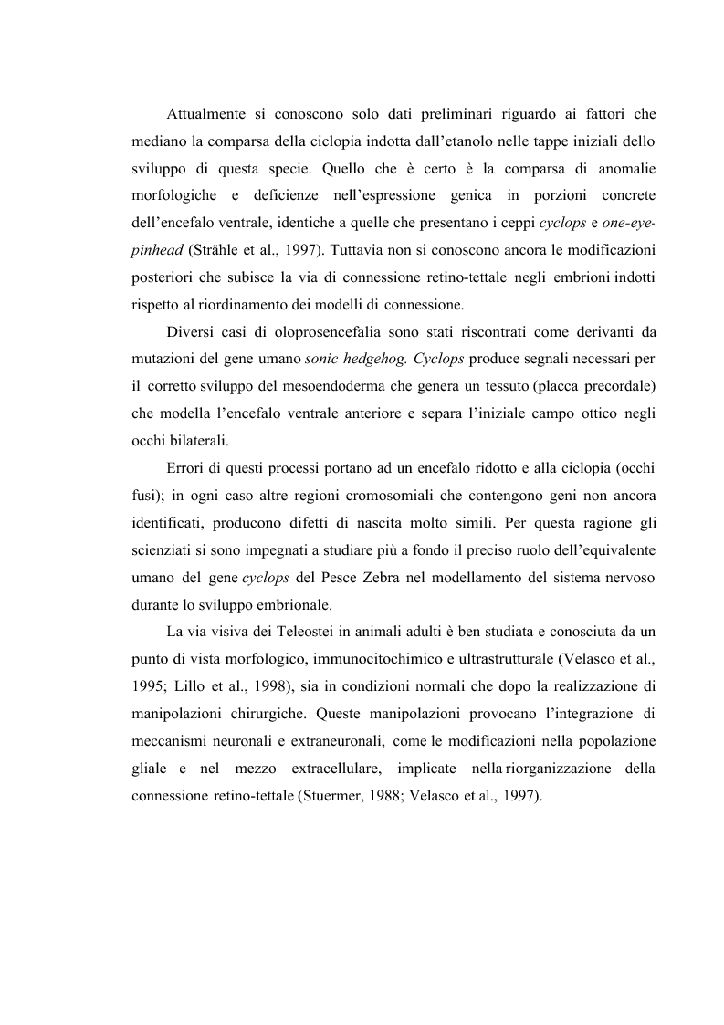Anteprima della tesi: Il sistema visivo del Danio rerio come modello di studio per malattie congenite umane: induzione di ciclopia e studio immunoistochimico., Pagina 5