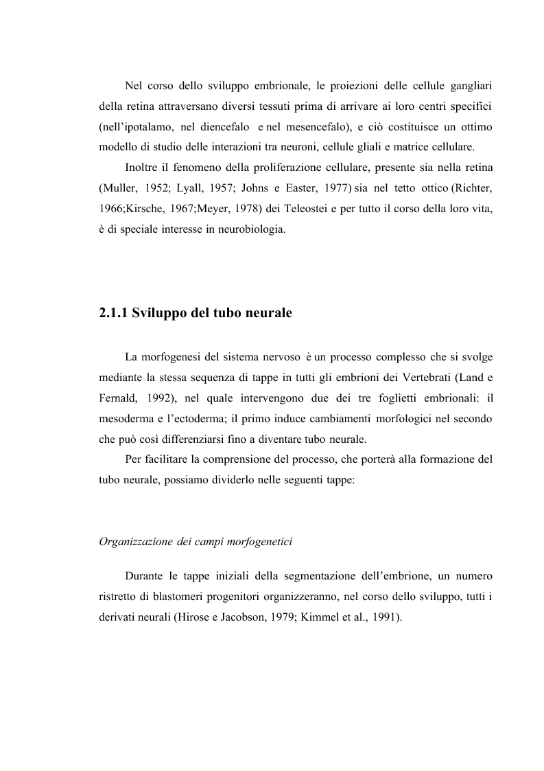 Anteprima della tesi: Il sistema visivo del Danio rerio come modello di studio per malattie congenite umane: induzione di ciclopia e studio immunoistochimico., Pagina 8