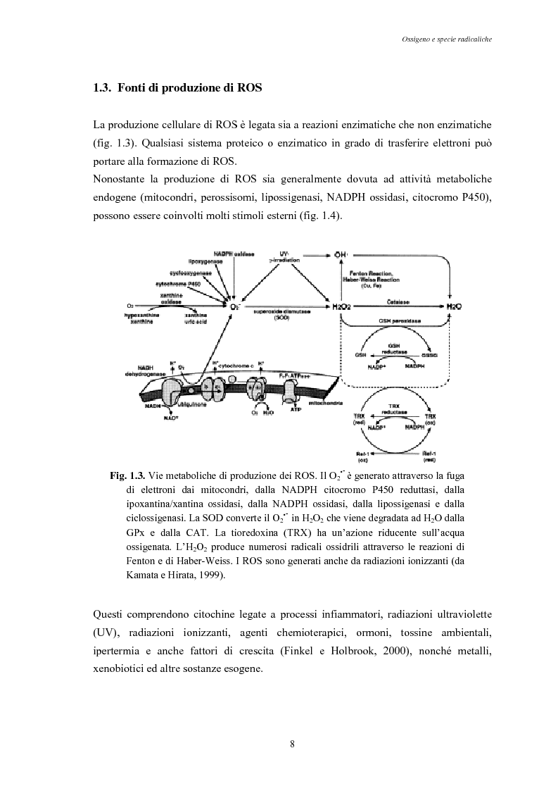 Anteprima della tesi: Modulazione degli enzimi antiossidanti in Tapes philippinarum e Scapharca inaequivalvis in condizioni di anossia e successiva riossigenazione, Pagina 10
