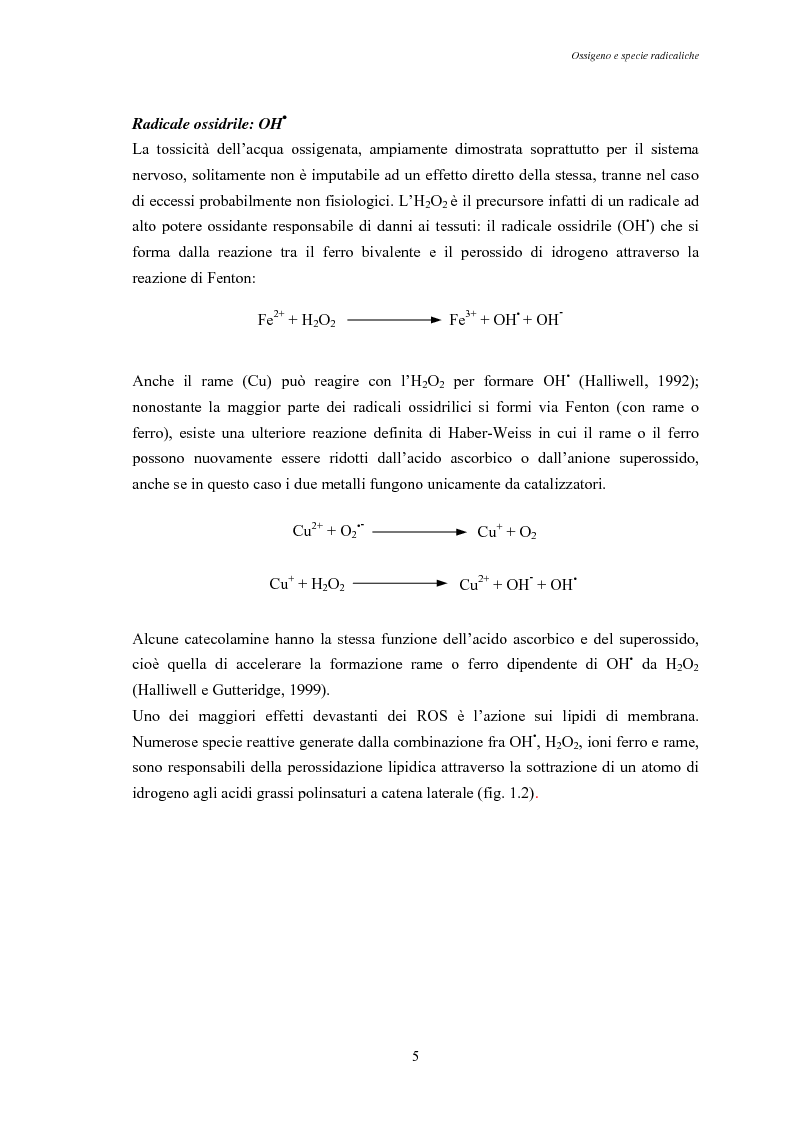 Anteprima della tesi: Modulazione degli enzimi antiossidanti in Tapes philippinarum e Scapharca inaequivalvis in condizioni di anossia e successiva riossigenazione, Pagina 7