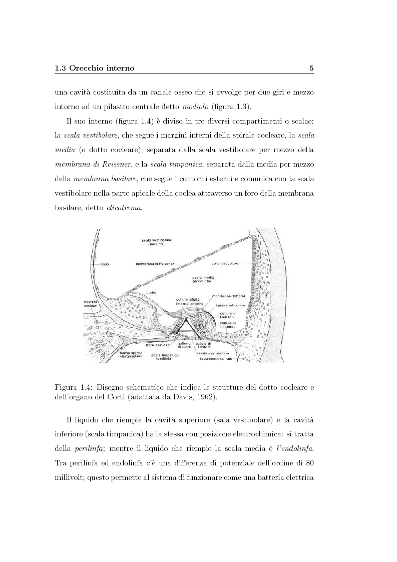 Anteprima della tesi: Modelli lineari e non lineari di partizione cocleare: loro realizzazione con filtri ad onda, Pagina 7