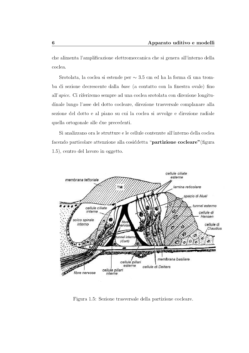 Anteprima della tesi: Modelli lineari e non lineari di partizione cocleare: loro realizzazione con filtri ad onda, Pagina 8