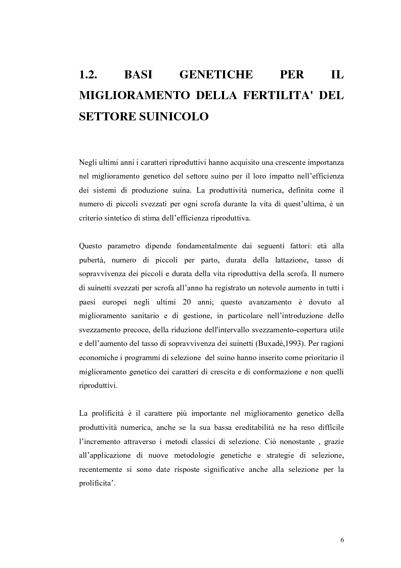 Anteprima della tesi: Polimorfismi SNP nel gene candidato BMPR1B per la prolificità nel suino in incroci Iberico X Meishan, Pagina 3