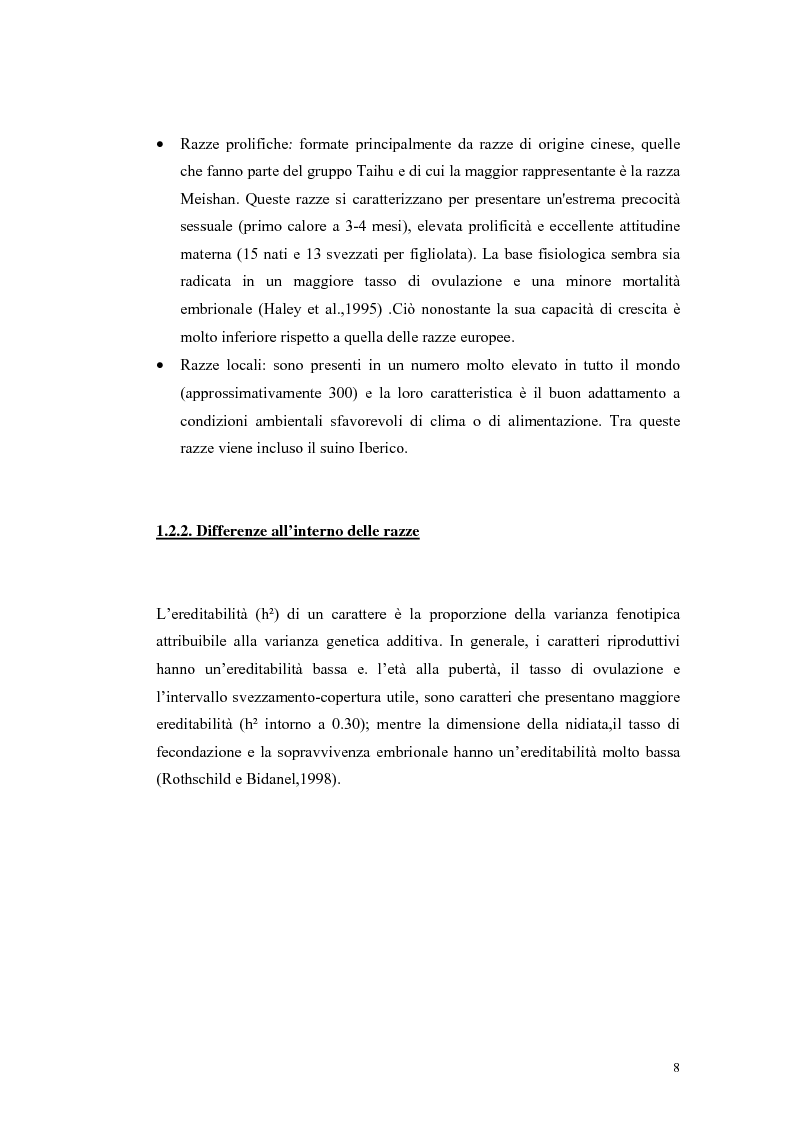 Anteprima della tesi: Polimorfismi SNP nel gene candidato BMPR1B per la prolificità nel suino in incroci Iberico X Meishan, Pagina 5