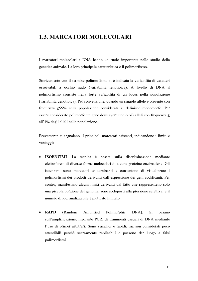 Anteprima della tesi: Polimorfismi SNP nel gene candidato BMPR1B per la prolificità nel suino in incroci Iberico X Meishan, Pagina 8