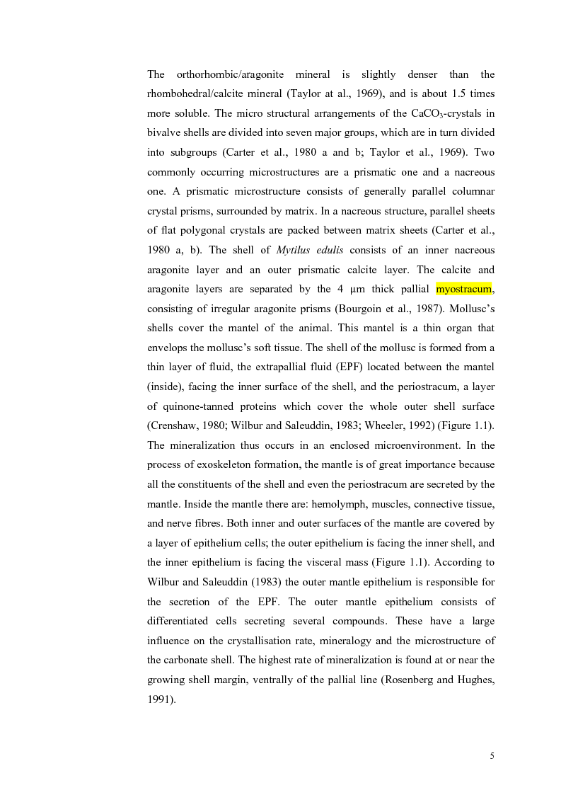Anteprima della tesi: Do Marene Bivalves record Paleo-productivity?, Pagina 2