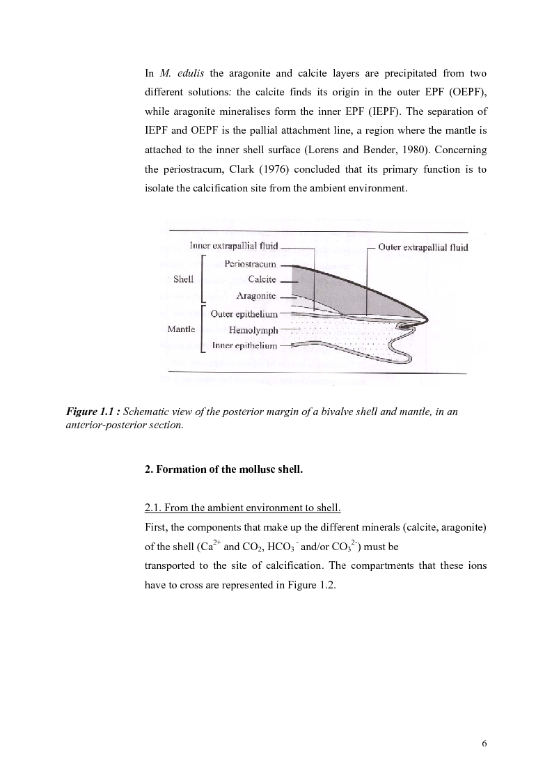 Anteprima della tesi: Do Marene Bivalves record Paleo-productivity?, Pagina 3
