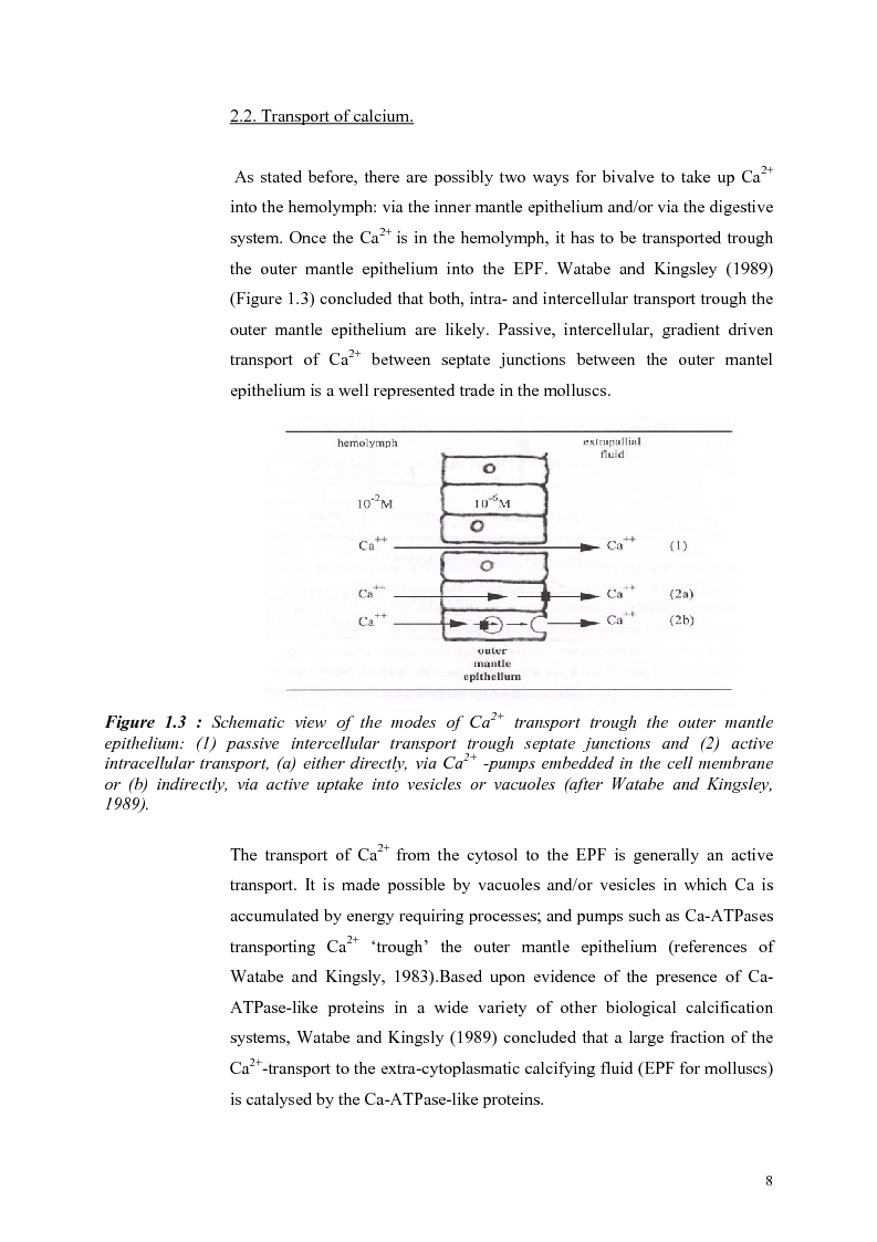 Anteprima della tesi: Do Marene Bivalves record Paleo-productivity?, Pagina 5