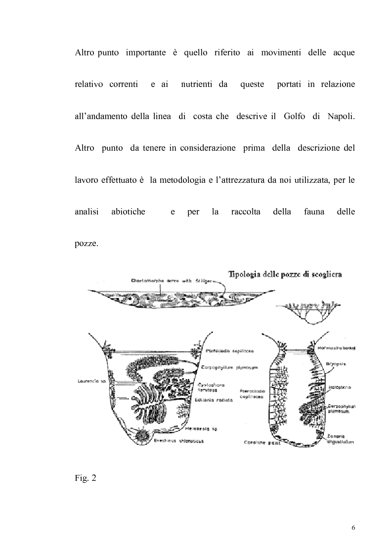 Anteprima della tesi: Primo contributo sullo studio delle comunità animali presenti nelle pozze di scogliera del golfo di Napoli, Pagina 4