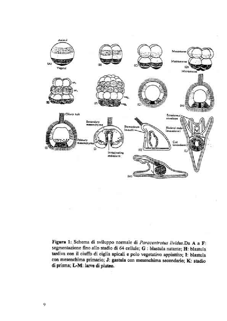 Anteprima della tesi: Ormesi e tossicità da agenti industriali e naturali:uno studio su tannini vegetali, Pagina 4