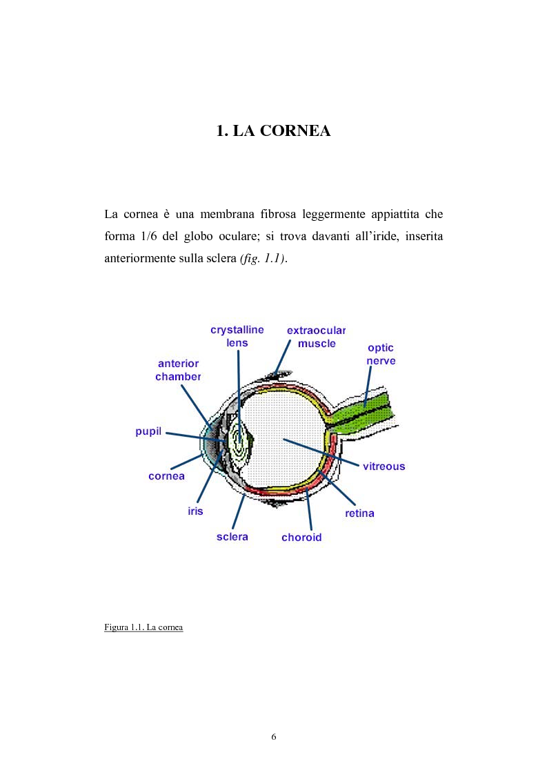 Anteprima della tesi: Studio del profilo di espressione genica in cornee sane ed in cornee affette da cheratocono., Pagina 3