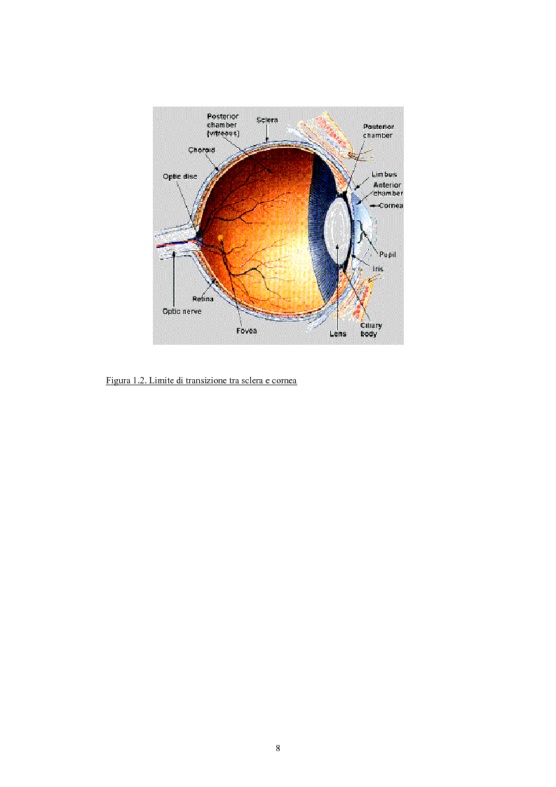 Anteprima della tesi: Studio del profilo di espressione genica in cornee sane ed in cornee affette da cheratocono., Pagina 5