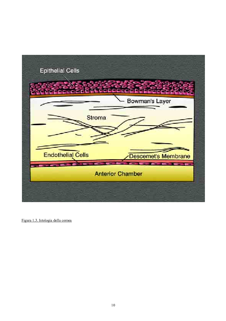 Anteprima della tesi: Studio del profilo di espressione genica in cornee sane ed in cornee affette da cheratocono., Pagina 7