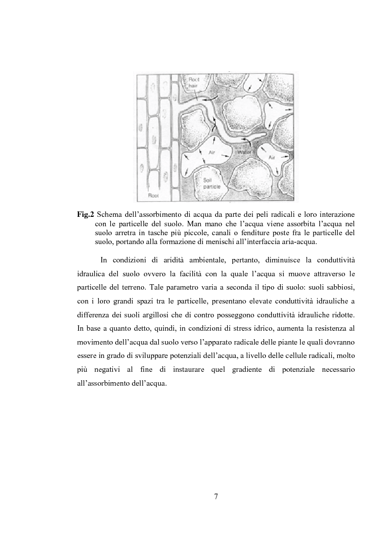 Anteprima della tesi: Variazioni delle relazioni idriche in Helianthus annuus L. durante le fasi vegetative, Pagina 4