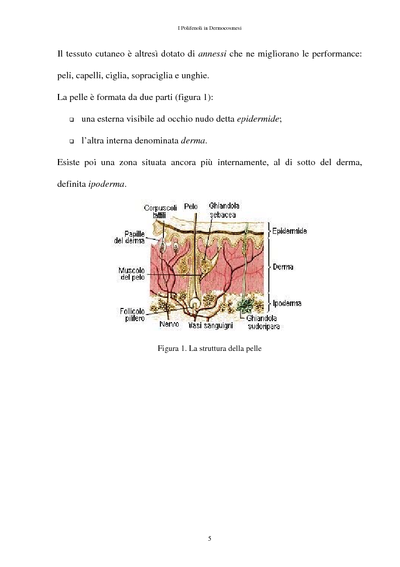 Anteprima della tesi: I Polifenoli in Dermocosmesi, Pagina 2