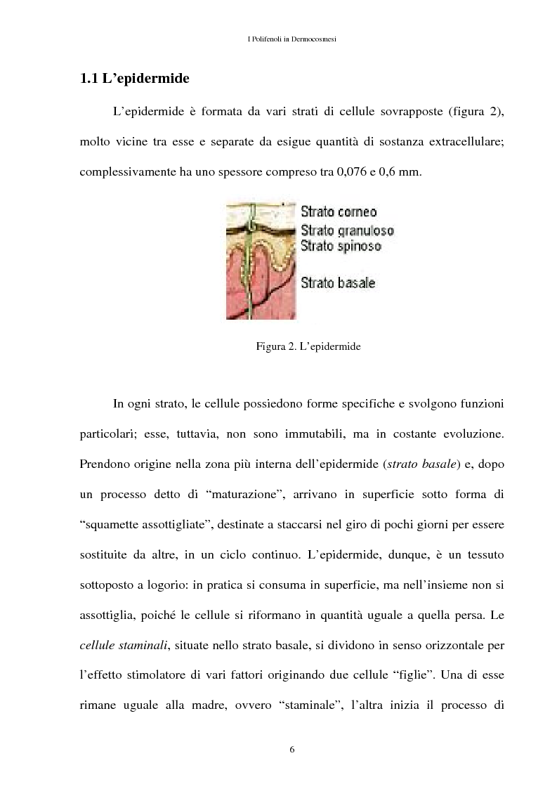 Anteprima della tesi: I Polifenoli in Dermocosmesi, Pagina 3