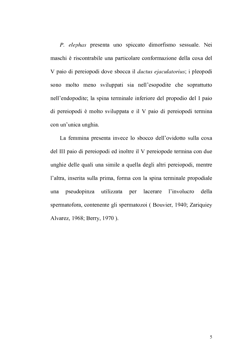 Anteprima della tesi: Biologia e catture dell'aragosta mediterranea Palinurus elephas, Pagina 4