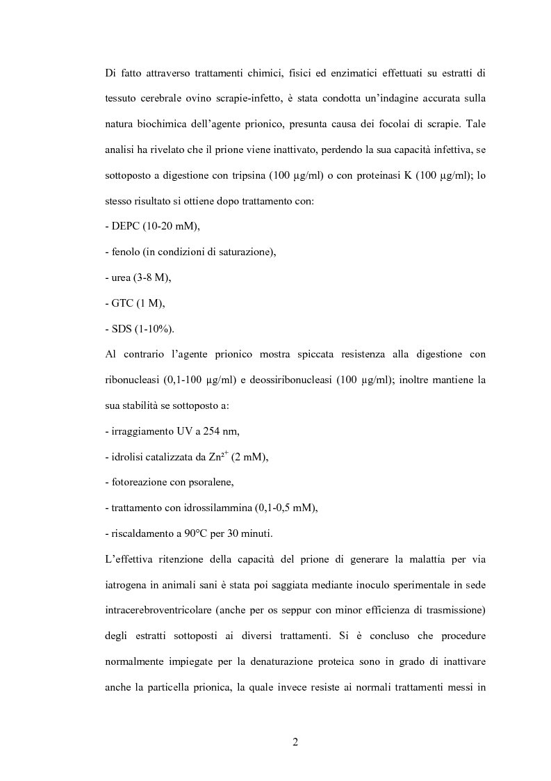 Anteprima della tesi: Clonaggio del cDNA per il fattore di differenziamento eritrocitario EDRF e studio della sua espressione nell’uomo, Pagina 2