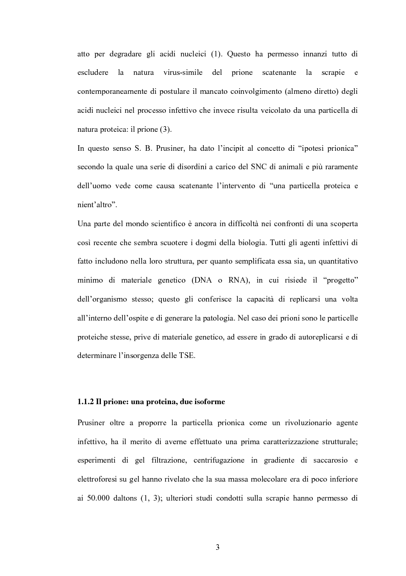 Anteprima della tesi: Clonaggio del cDNA per il fattore di differenziamento eritrocitario EDRF e studio della sua espressione nell’uomo, Pagina 3