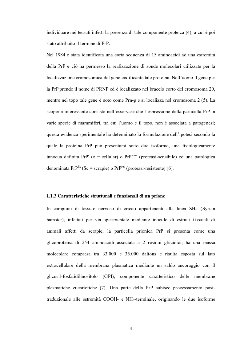 Anteprima della tesi: Clonaggio del cDNA per il fattore di differenziamento eritrocitario EDRF e studio della sua espressione nell’uomo, Pagina 4