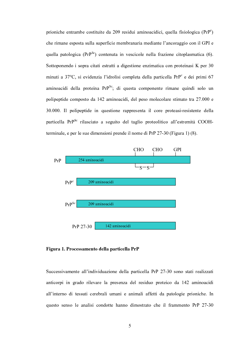 Anteprima della tesi: Clonaggio del cDNA per il fattore di differenziamento eritrocitario EDRF e studio della sua espressione nell’uomo, Pagina 5