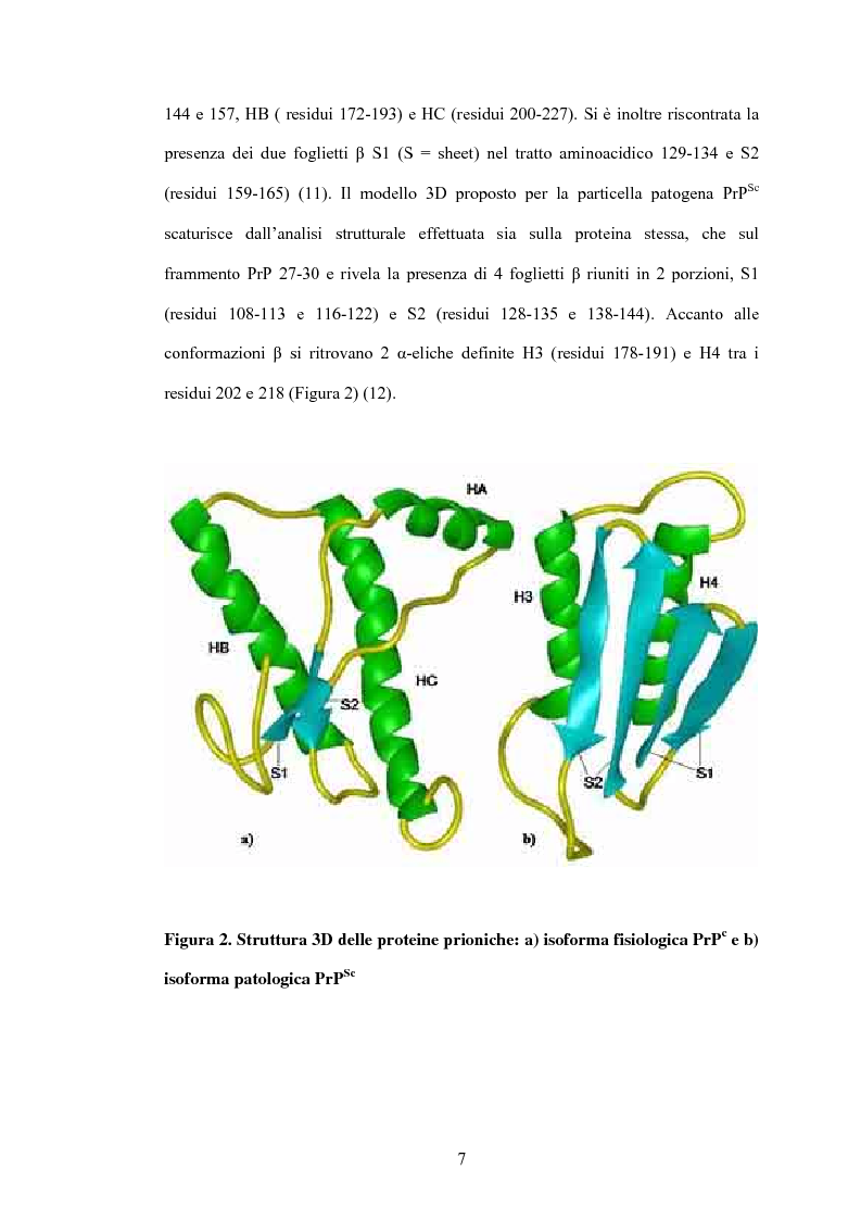 Anteprima della tesi: Clonaggio del cDNA per il fattore di differenziamento eritrocitario EDRF e studio della sua espressione nell’uomo, Pagina 7