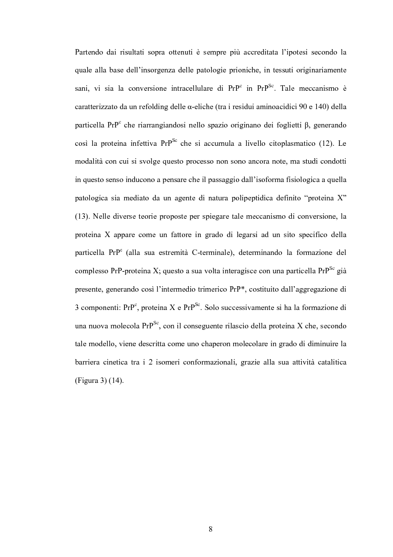 Anteprima della tesi: Clonaggio del cDNA per il fattore di differenziamento eritrocitario EDRF e studio della sua espressione nell’uomo, Pagina 8