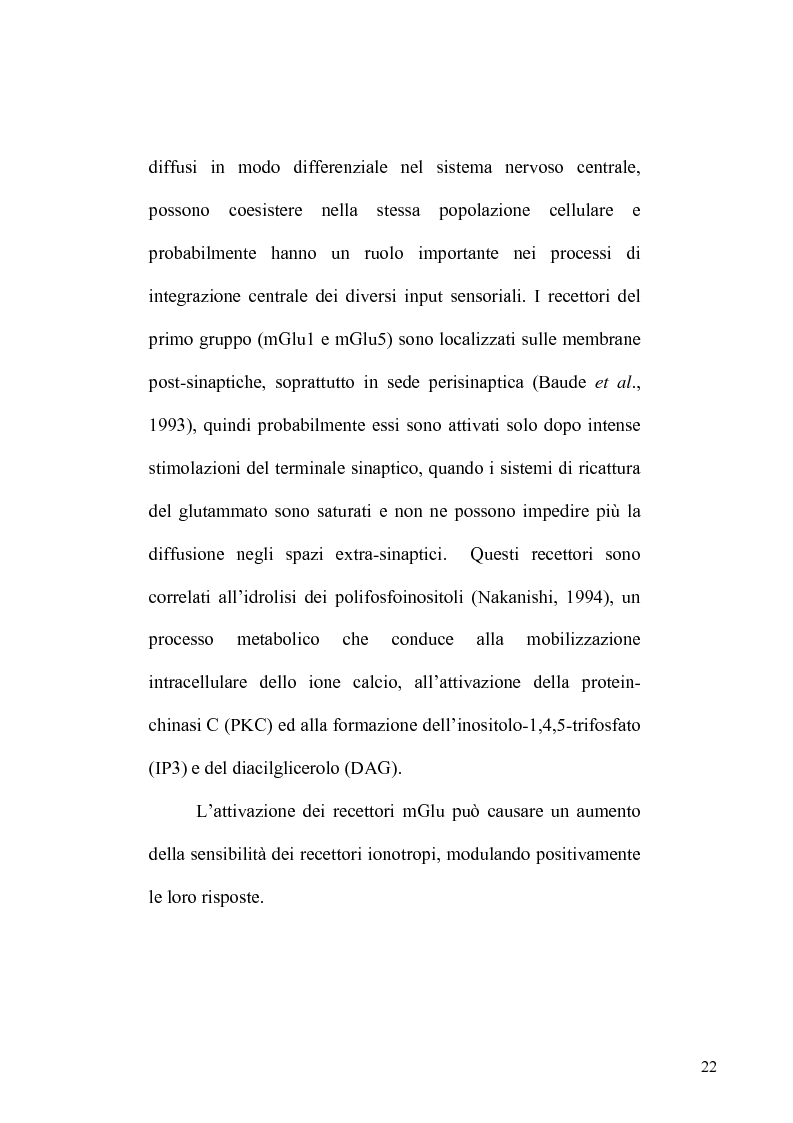 Anteprima della tesi: Recettori metabotropici mGlu5 del glutammato e apoptosi neuronale in un modello di dolore neuropatico nel ratto, Pagina 11
