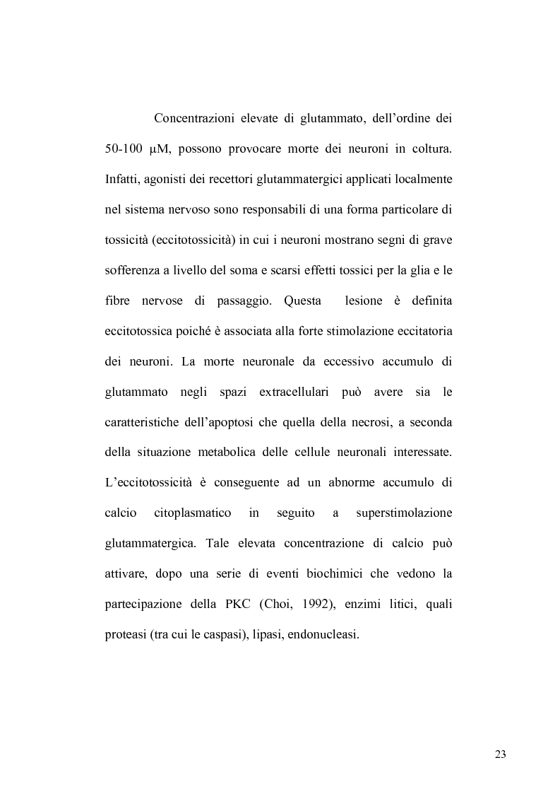 Anteprima della tesi: Recettori metabotropici mGlu5 del glutammato e apoptosi neuronale in un modello di dolore neuropatico nel ratto, Pagina 12