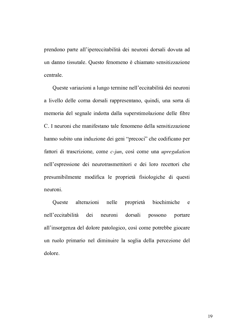 Anteprima della tesi: Recettori metabotropici mGlu5 del glutammato e apoptosi neuronale in un modello di dolore neuropatico nel ratto, Pagina 8