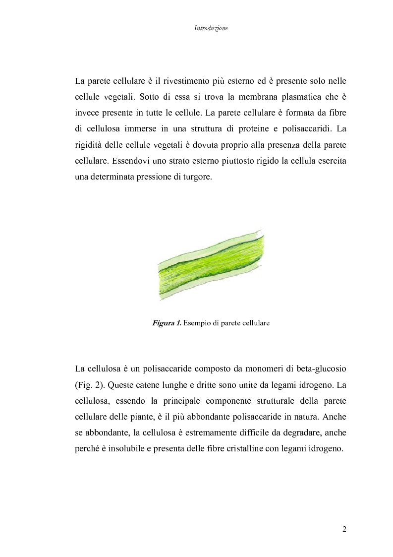 Anteprima della tesi: Utilizzo di nuove miscele enzimatiche di origine fungina per migliorare la qualità nutrizionale della fibra di grano duro., Pagina 2
