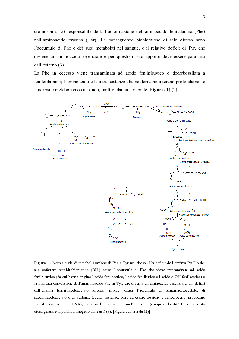 Anteprima della tesi: Il ruolo della dietista nel trattamento della fenilchetonuria, Pagina 3
