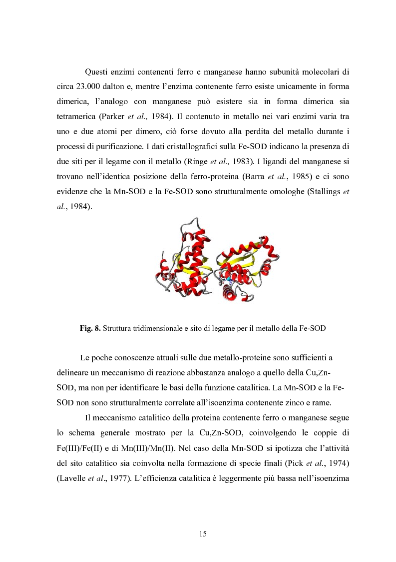 Anteprima della tesi: Studio in chemostato della produzione di superossidodismutasi con kluyveromices Marxianus, Pagina 10