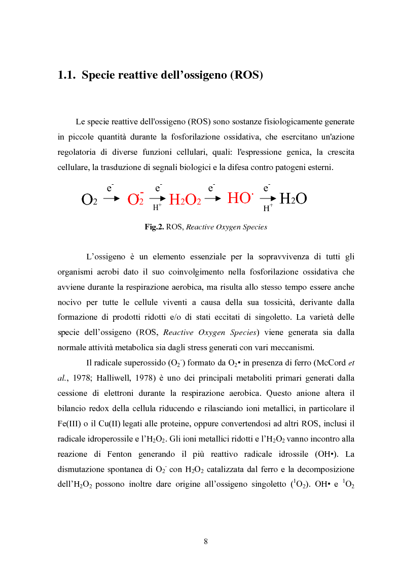 Anteprima della tesi: Studio in chemostato della produzione di superossidodismutasi con kluyveromices Marxianus, Pagina 3