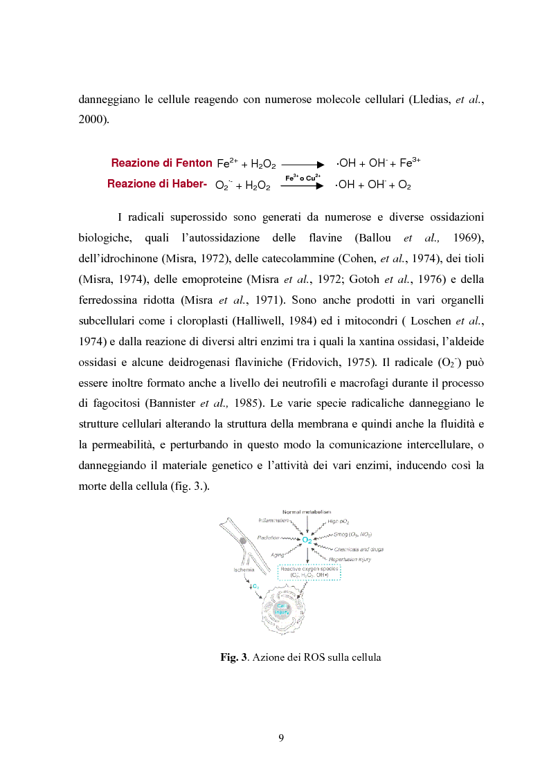 Anteprima della tesi: Studio in chemostato della produzione di superossidodismutasi con kluyveromices Marxianus, Pagina 4
