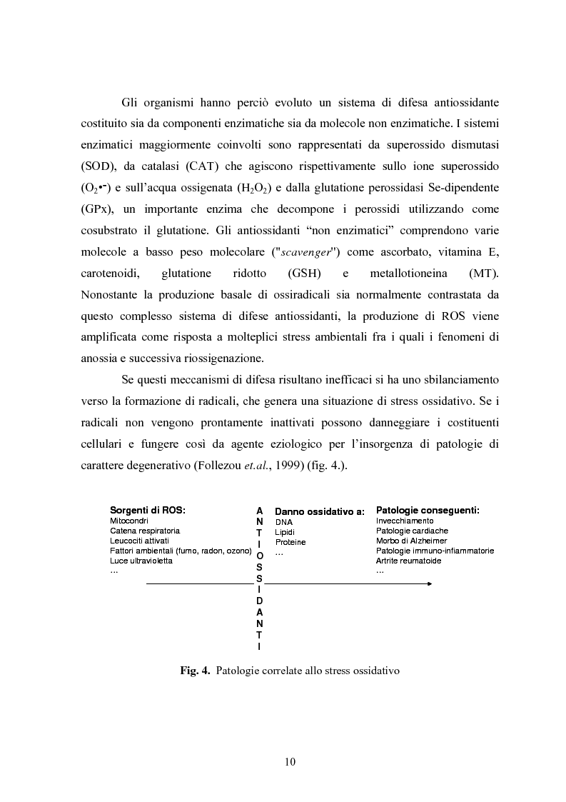 Anteprima della tesi: Studio in chemostato della produzione di superossidodismutasi con kluyveromices Marxianus, Pagina 5