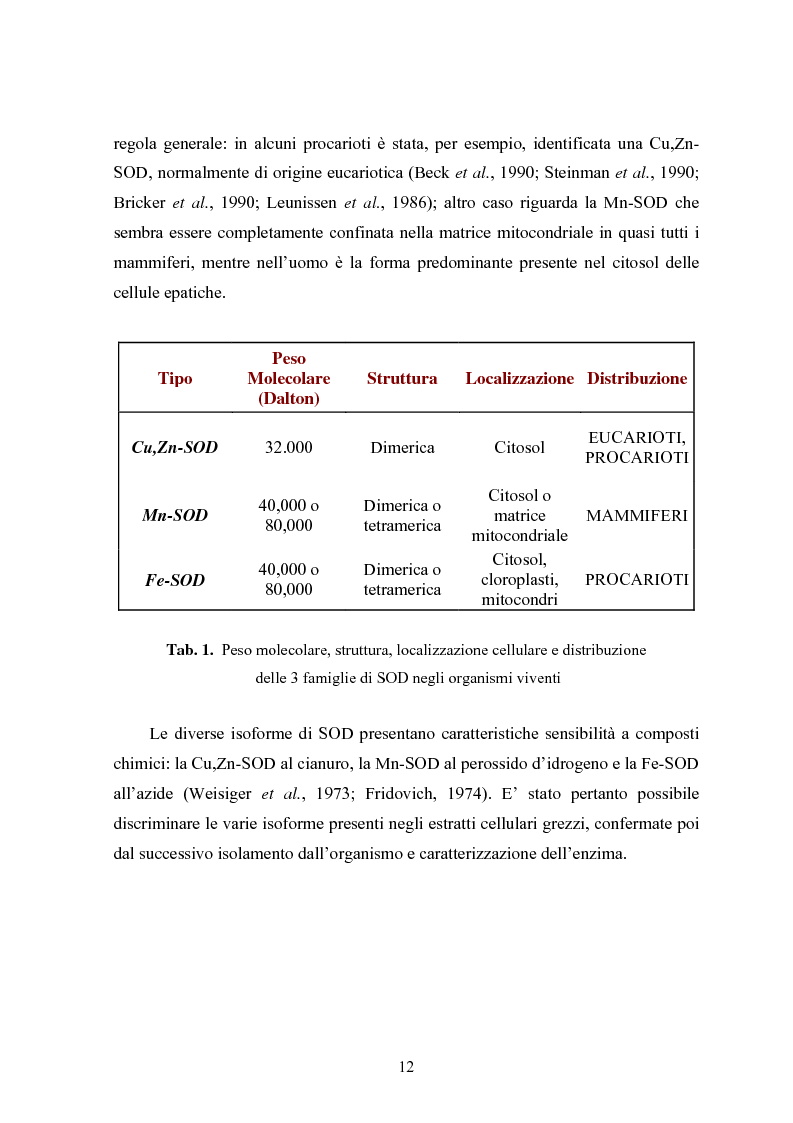 Anteprima della tesi: Studio in chemostato della produzione di superossidodismutasi con kluyveromices Marxianus, Pagina 7