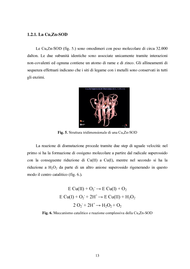 Anteprima della tesi: Studio in chemostato della produzione di superossidodismutasi con kluyveromices Marxianus, Pagina 8