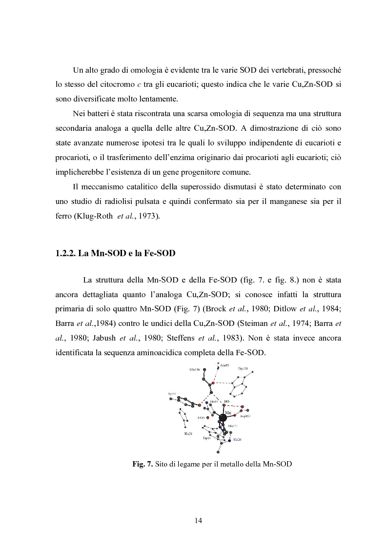 Anteprima della tesi: Studio in chemostato della produzione di superossidodismutasi con kluyveromices Marxianus, Pagina 9