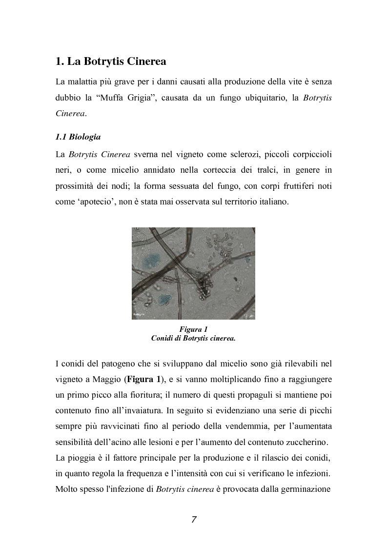 Anteprima della tesi: Valutazione della qualità di uve Sangiovese mediante tecnica FT-IR, Pagina 2