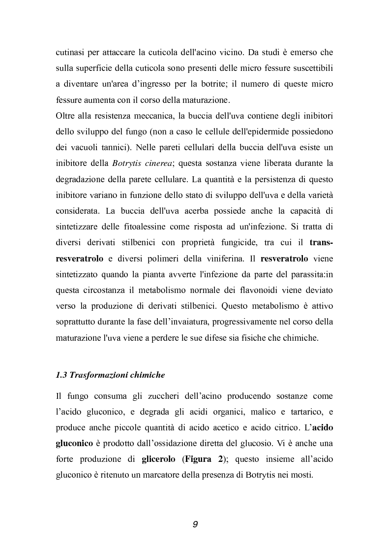 Anteprima della tesi: Valutazione della qualità di uve Sangiovese mediante tecnica FT-IR, Pagina 4