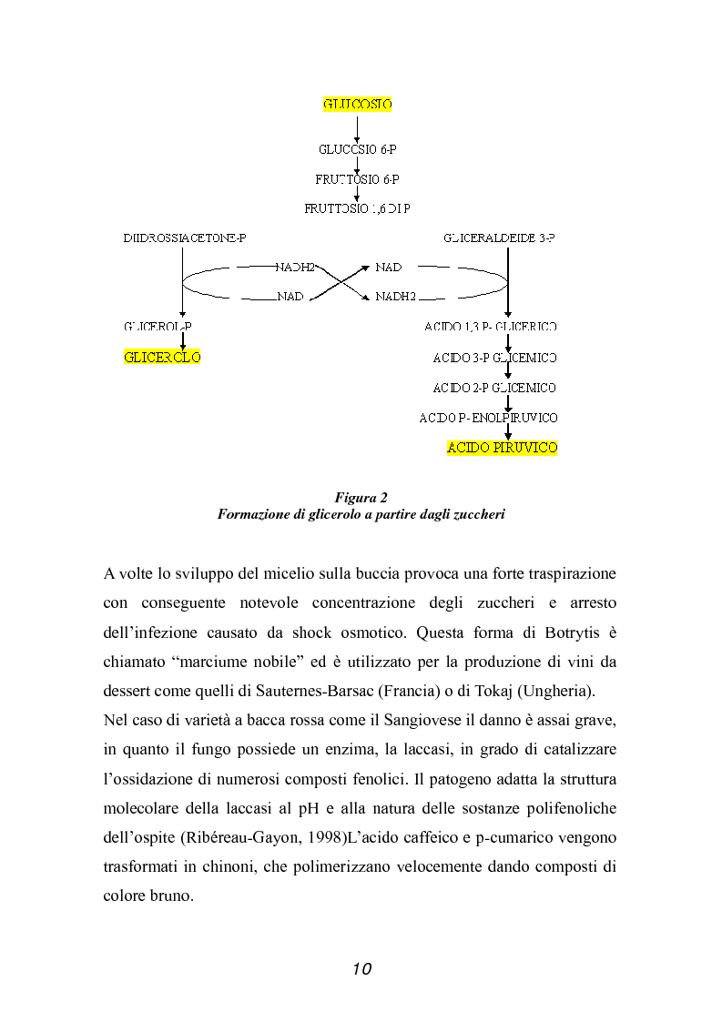 Anteprima della tesi: Valutazione della qualità di uve Sangiovese mediante tecnica FT-IR, Pagina 5