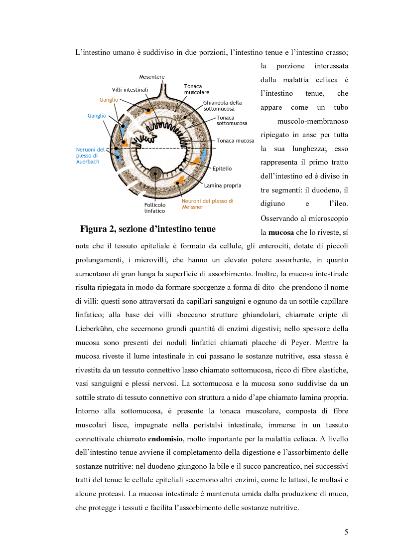 Anteprima della tesi: Metodi usati in laboratorio per la diagnosi della malattia celiaca, Pagina 2