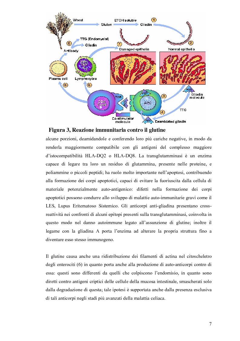 Anteprima della tesi: Metodi usati in laboratorio per la diagnosi della malattia celiaca, Pagina 4