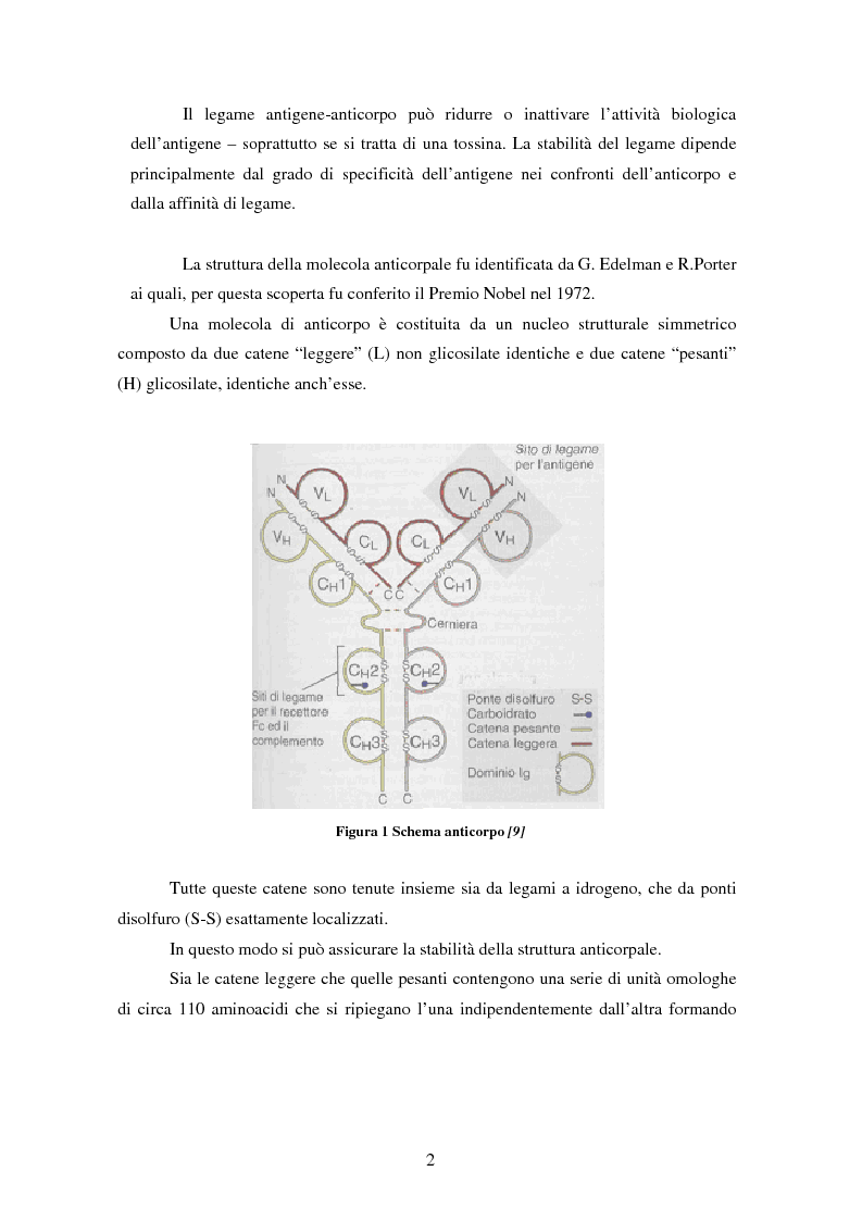Anteprima della tesi: Produzione di anticorpi monoclonali con scopi diagnostici in ambito veterinario ed alimentare, Pagina 2