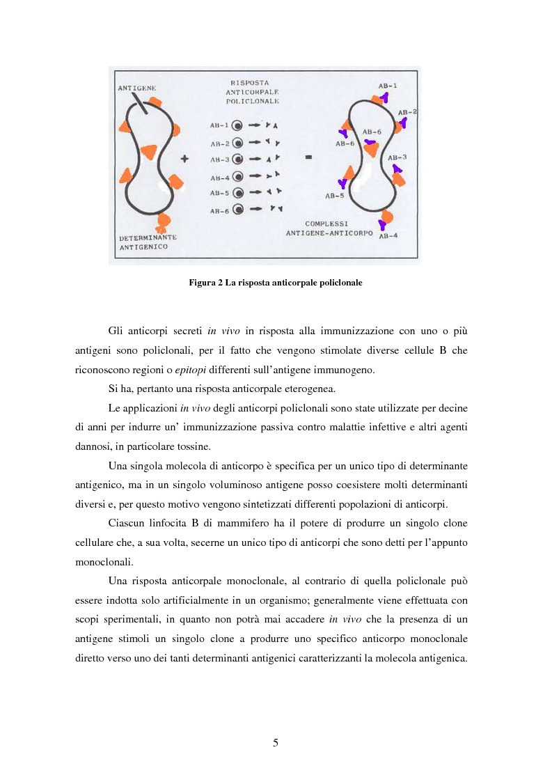 Anteprima della tesi: Produzione di anticorpi monoclonali con scopi diagnostici in ambito veterinario ed alimentare, Pagina 5